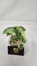 Alocasia Ninja Tricolour Splash