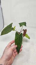 Anthurium RL S1 x Blackwidow 13 x 43